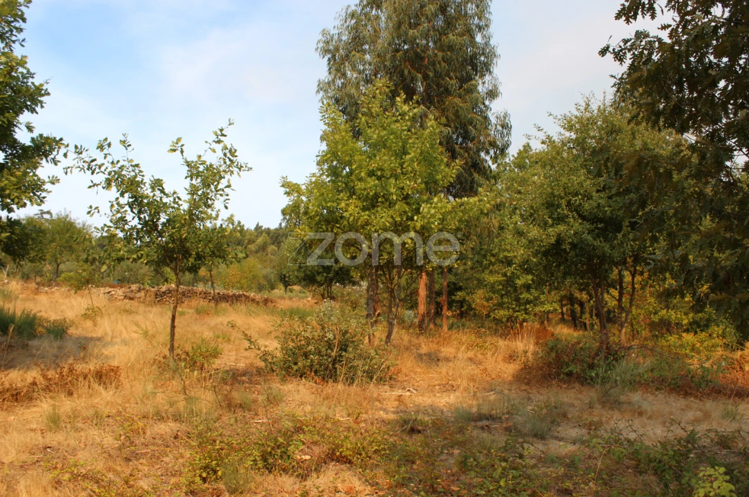 Terreno para Venda em Paranhos Foto 11