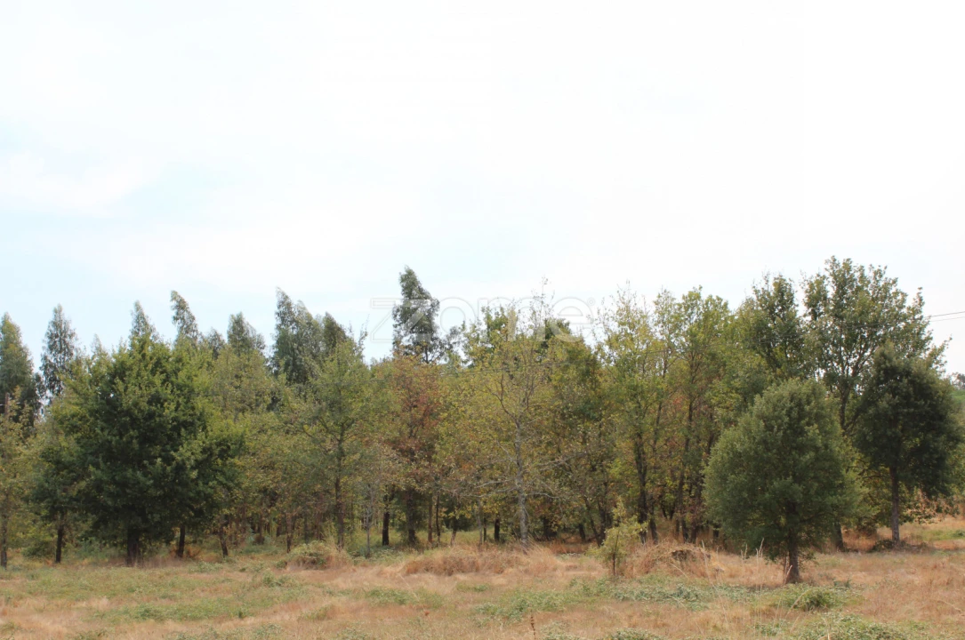 Terreno para Venda em Paranhos Foto 14