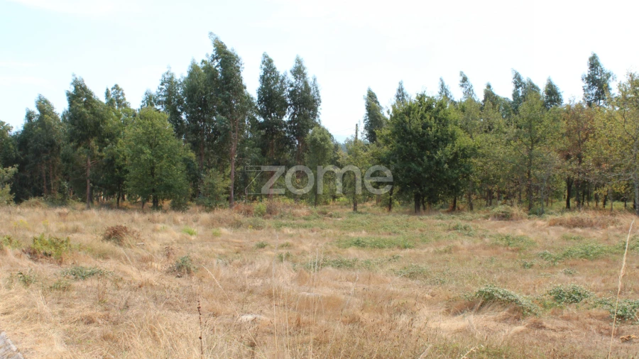 Terreno para Venda em Paranhos
