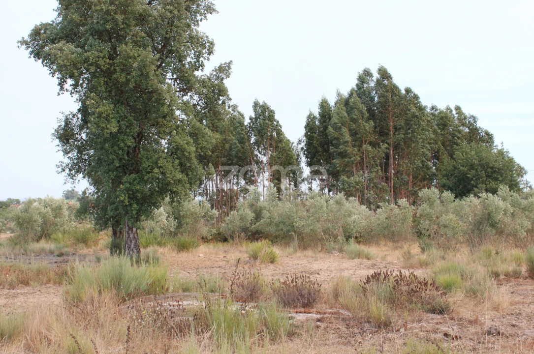 Terreno para Venda em Paranhos Foto 6