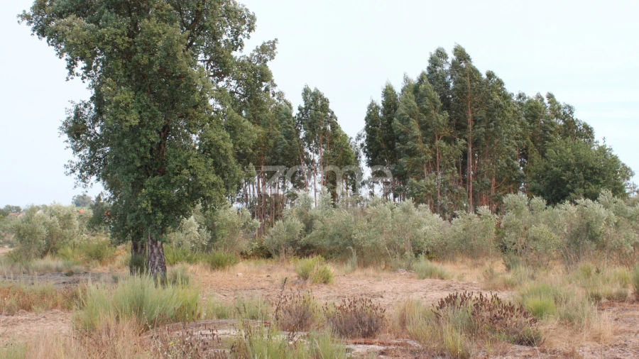 Terreno para Venda em Paranhos