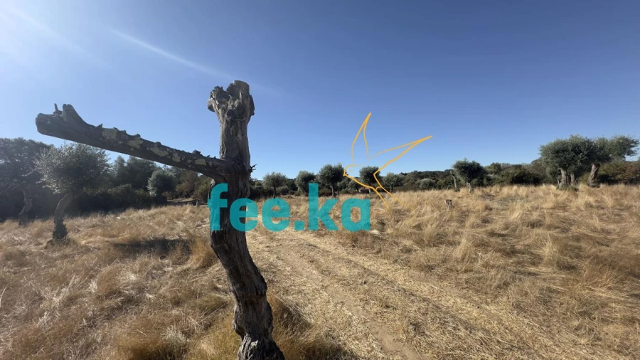 Terreno para Venda em Oledo Foto 22