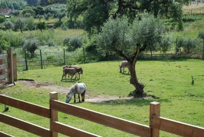 Moradia T3 para Venda em Gondemaria e Olival