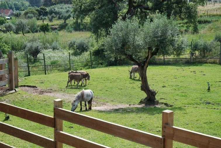 Moradia T3 para Venda em Gondemaria e Olival Foto 17