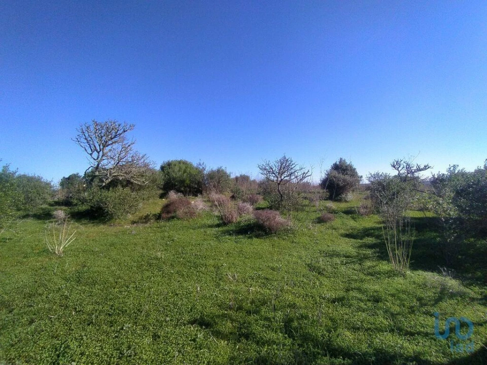 Terreno para Venda em Barão de São Miguel Foto 12