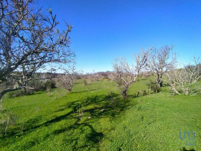 Terreno para Venda em Barão de São Miguel Foto 11