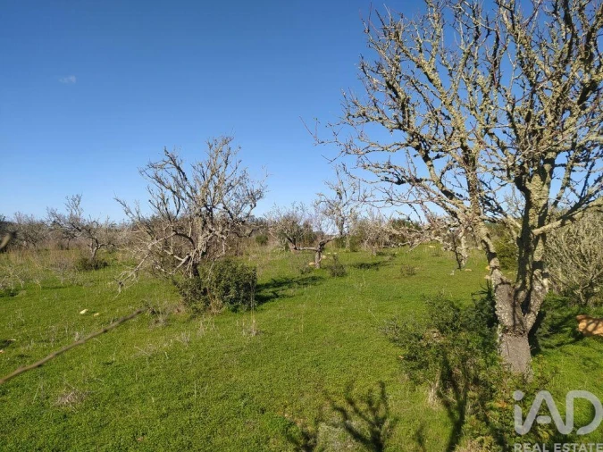 Terreno para Venda em Barão de São Miguel Foto 19