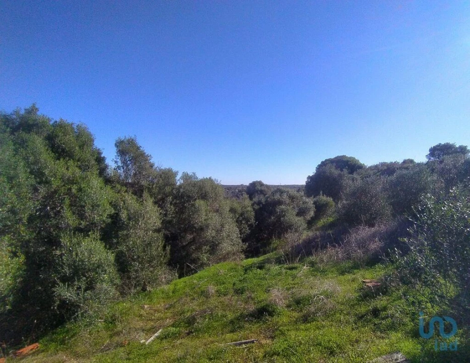 Terreno para Venda em Barão de São Miguel Foto 14
