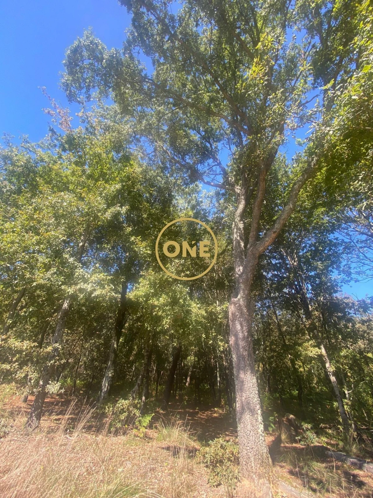 Terreno para Venda em Associação de Freguesias do Vale do Neiva Foto 11