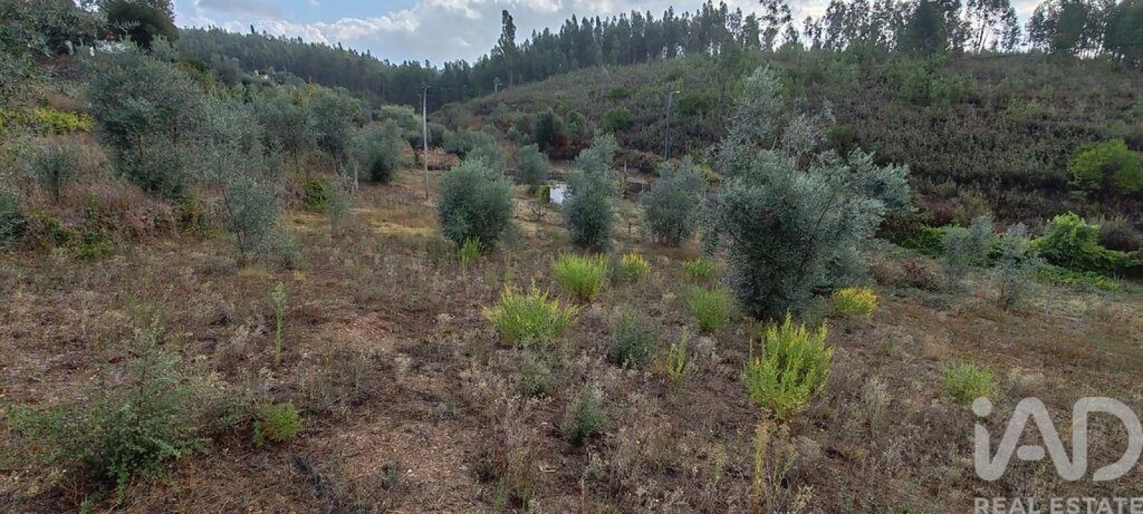 Terreno para Venda em Sertã Foto 21