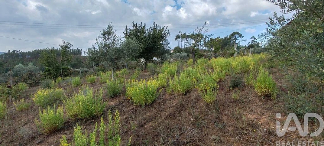Terreno para Venda em Sertã Foto 24
