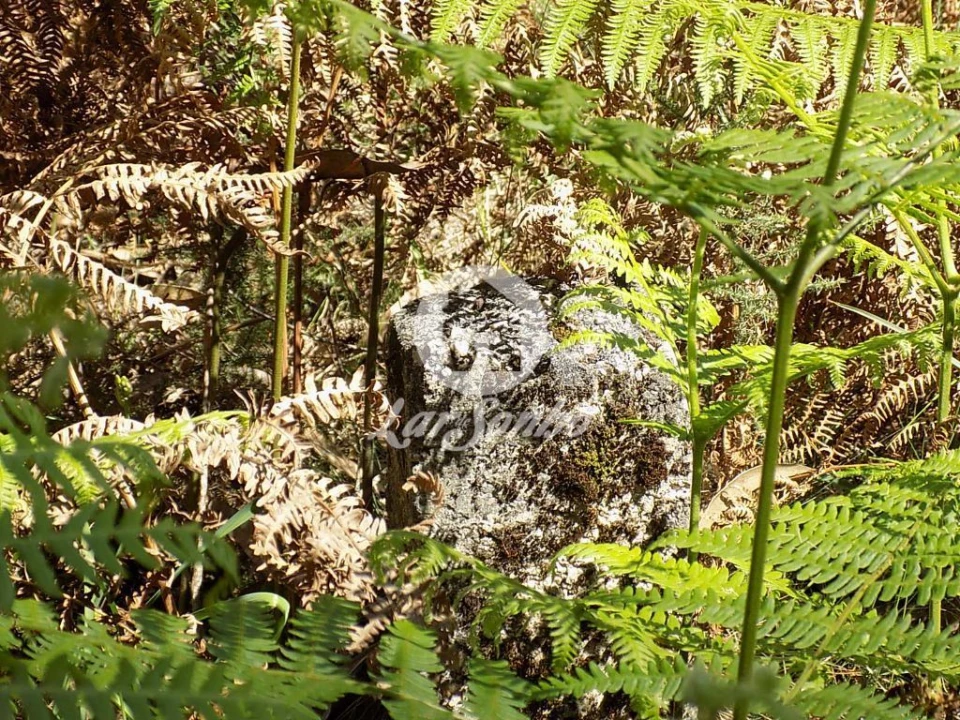 Terreno Agricola ou Rústico para Venda em Arnoso (Santa Maria e Santa Eulália) e Sezures Foto 5
