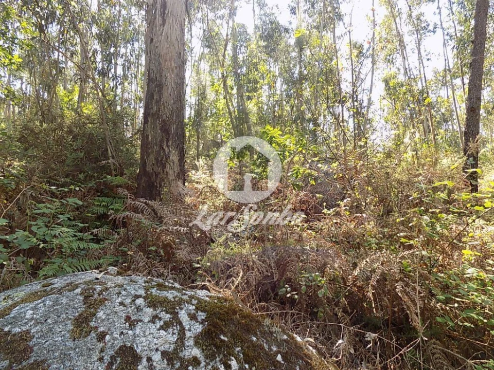 Terreno Agricola ou Rústico para Venda em Arnoso (Santa Maria e Santa Eulália) e Sezures Foto 9