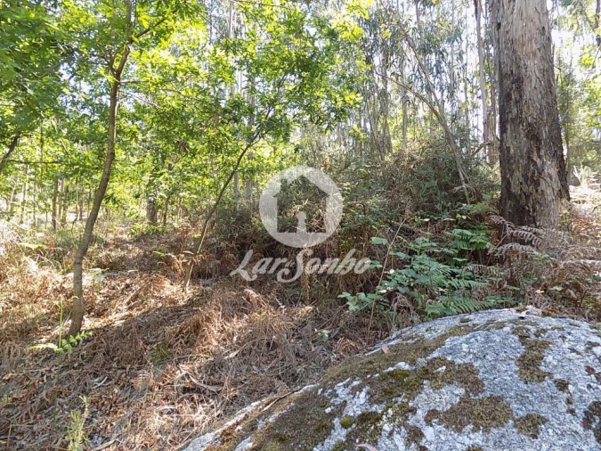 Terreno Agricola ou Rústico para Venda em Arnoso (Santa Maria e Santa Eulália) e Sezures Foto 2