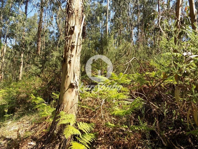 Terreno Agricola ou Rústico para Venda em Arnoso (Santa Maria e Santa Eulália) e Sezures Foto 1