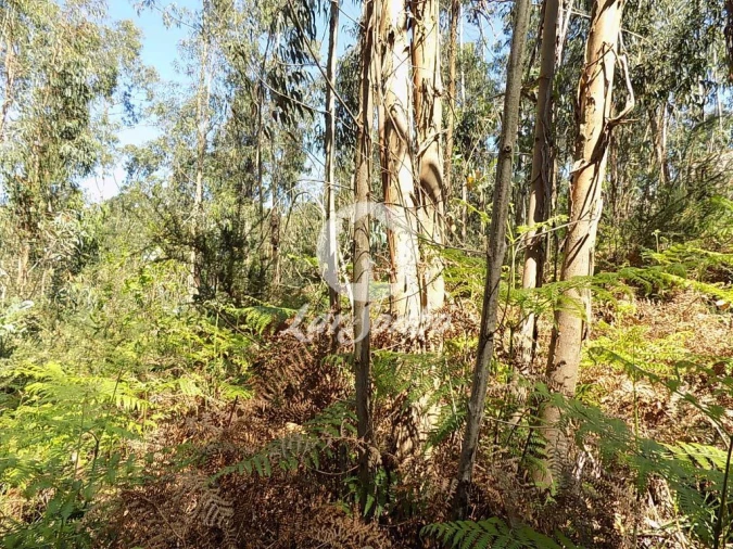 Terreno Agricola ou Rústico para Venda em Arnoso (Santa Maria e Santa Eulália) e Sezures Foto 6