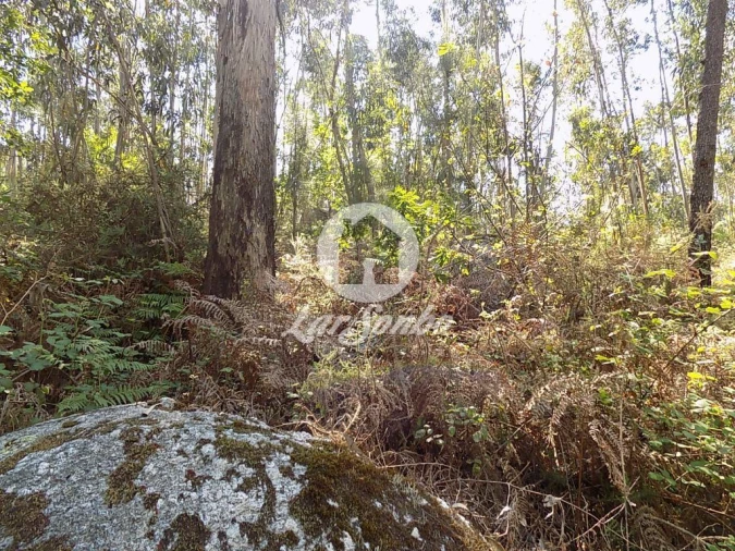 Terreno Agricola ou Rústico para Venda em Arnoso (Santa Maria e Santa Eulália) e Sezures Foto 9