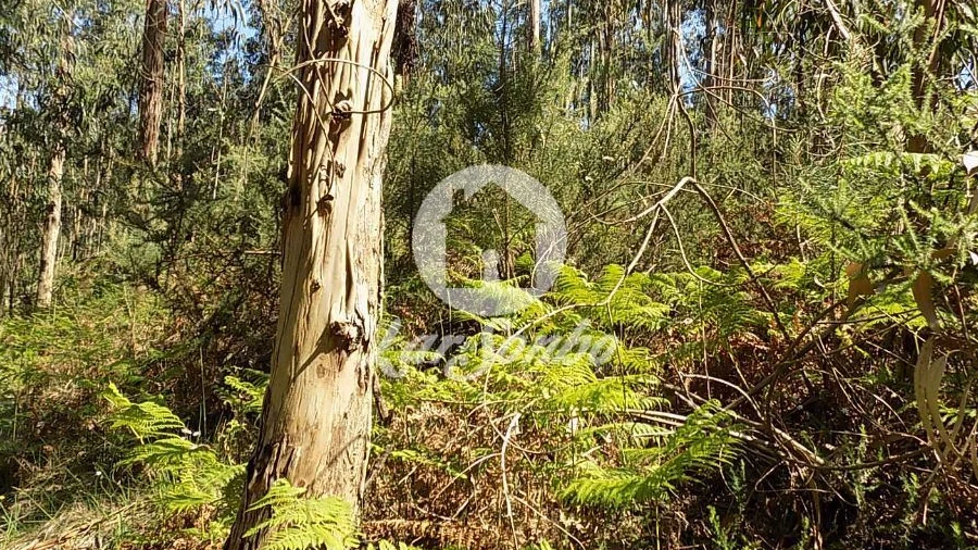 Terreno Agricola ou Rústico para Venda em Arnoso (Santa Maria e Santa Eulália) e Sezures