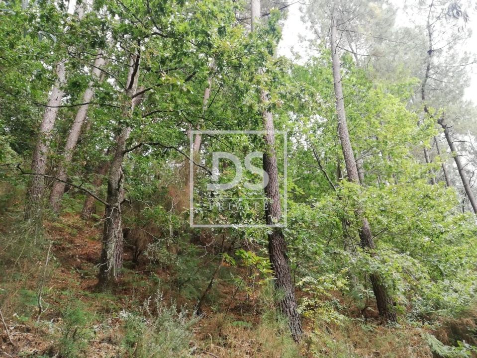 Terreno para Venda em Souselo Foto 11