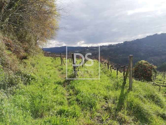 Terreno para Venda em Souselo Foto 14