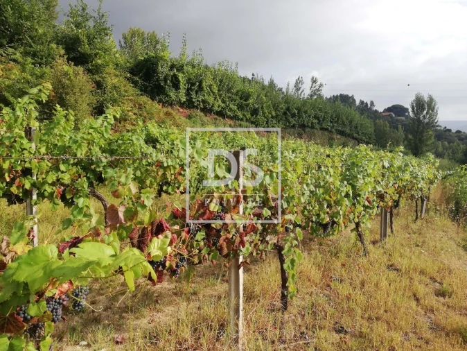 Terreno para Venda em Souselo Foto 5