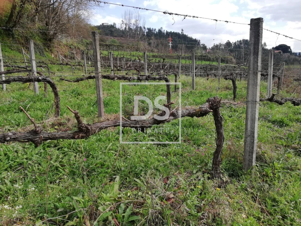 Terreno para Venda em Souselo Foto 13
