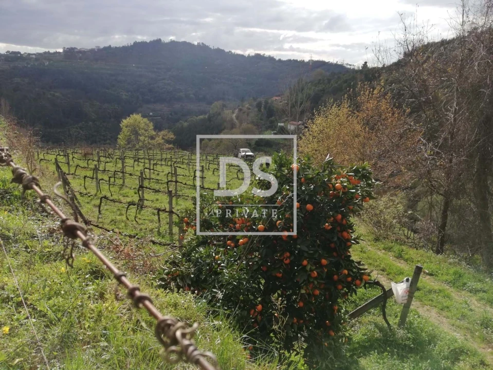 Terreno para Venda em Souselo Foto 2