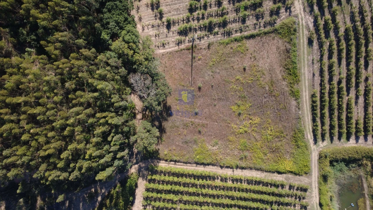 Terreno para Venda em Bombarral e Vale Covo Foto 3