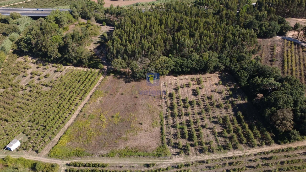Terreno para Venda em Bombarral e Vale Covo Foto 7