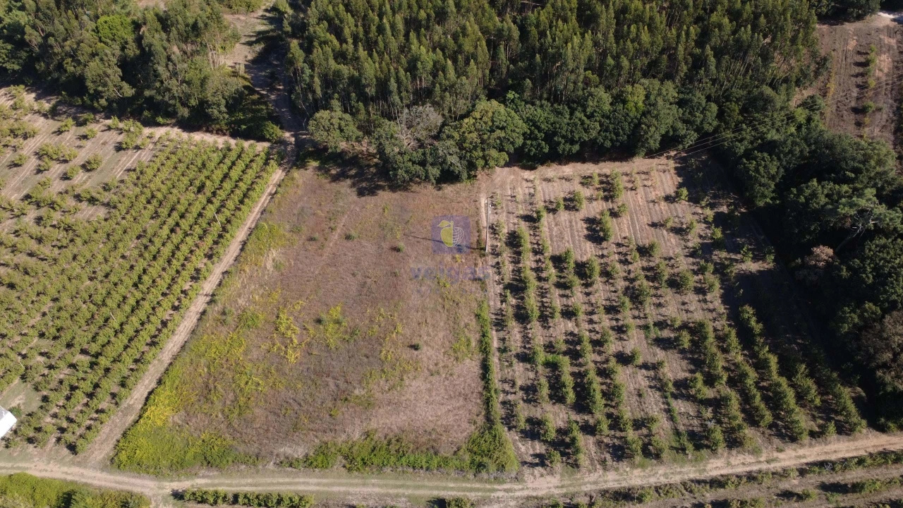 Terreno para Venda em Bombarral e Vale Covo Foto 6