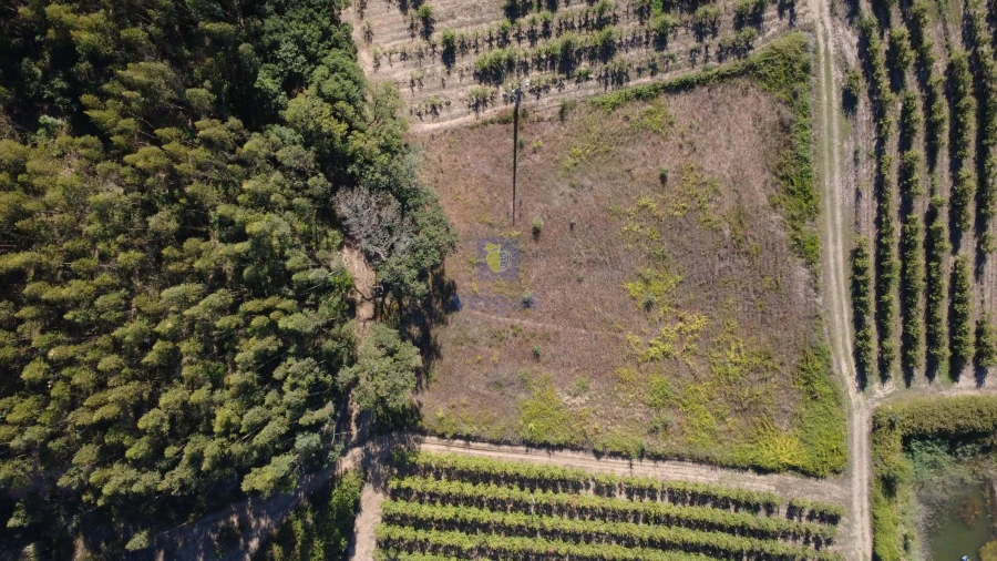 Terreno para Venda em Bombarral e Vale Covo Foto 2
