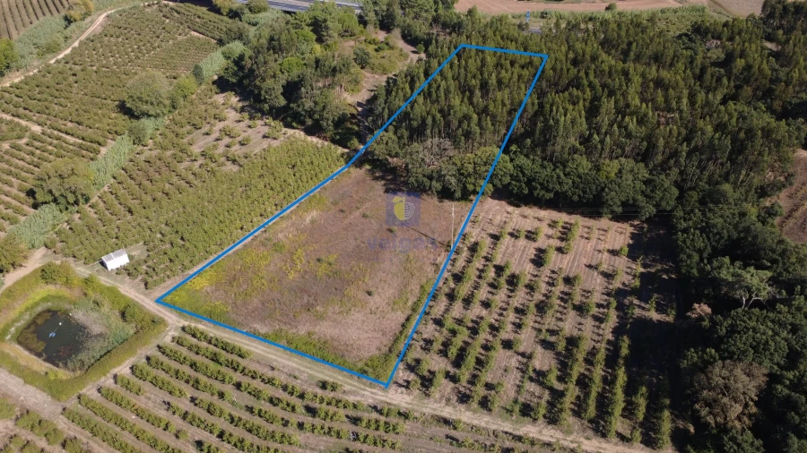 Terreno para Venda em Bombarral e Vale Covo Foto 10