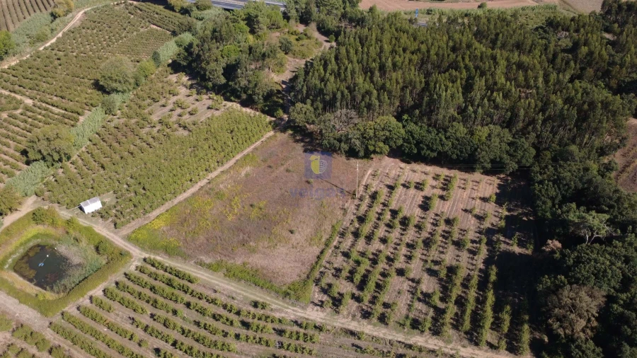 Terreno para Venda em Bombarral e Vale Covo Foto 8