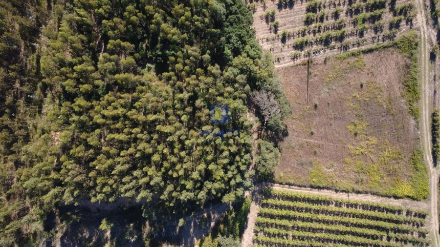 Terreno para Venda em Bombarral e Vale Covo Foto 5