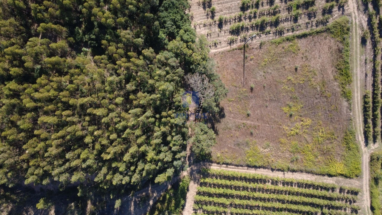 Terreno para Venda em Bombarral e Vale Covo Foto 4