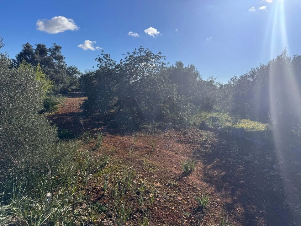 Terreno para Venda em São Bartolomeu de Messines Foto 13