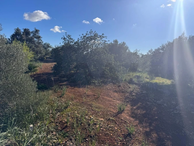 Terreno para Venda em São Bartolomeu de Messines Foto 13