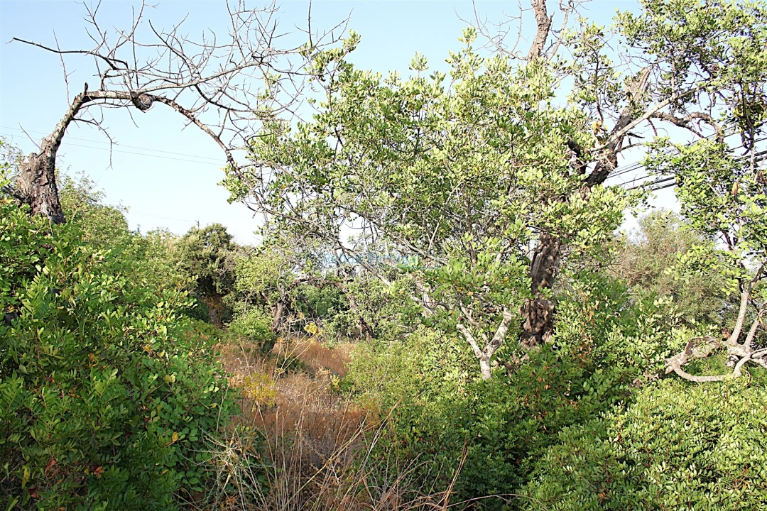 Terreno para Venda em Santa Barbara de Nexe Foto 10