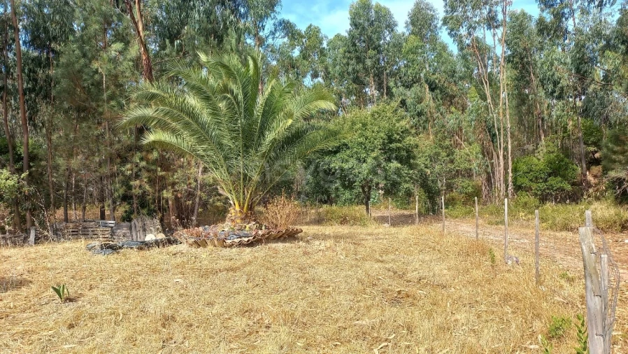 Terreno Agricola ou Rústico para Venda em Malhou, Louriceira e Espinheiro Foto 24