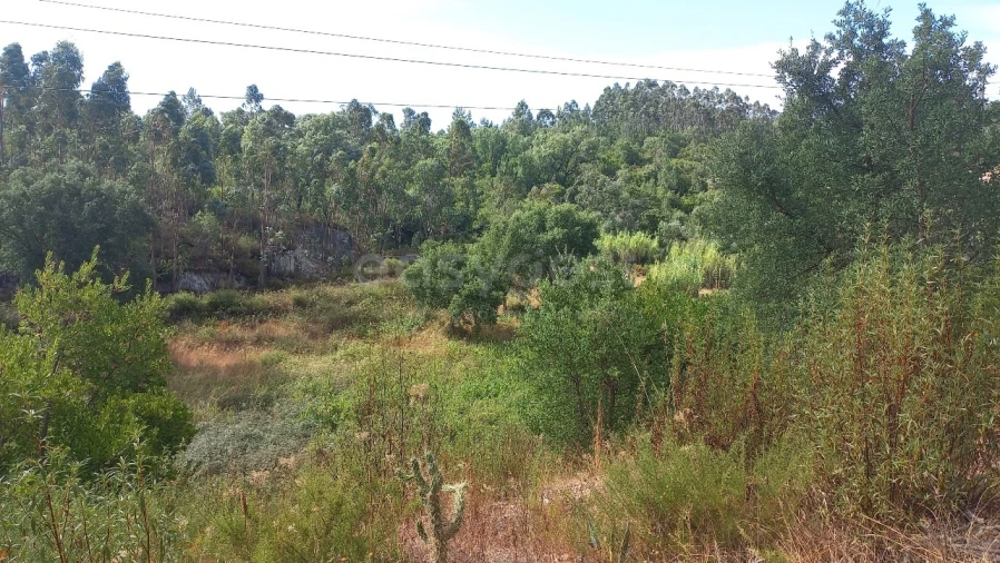 Terreno Agricola ou Rústico para Venda em Malhou, Louriceira e Espinheiro Foto 31