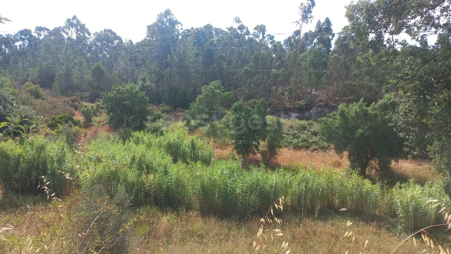 Terreno Agricola ou Rústico para Venda em Malhou, Louriceira e Espinheiro Foto 33