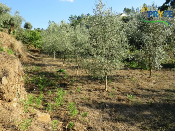Quinta para Venda em Castelo Foto 3