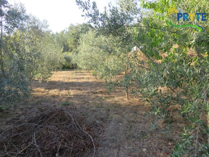 Quinta para Venda em Castelo Foto 13