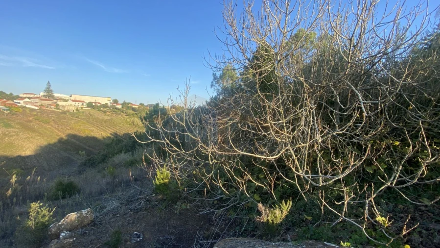 Terreno para Venda em Usseira Foto 19