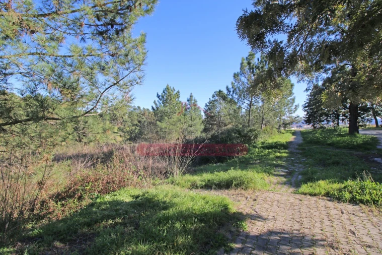 Terreno para Venda em Abrantes (São Vicente e São João) e Alferrarede Foto 13