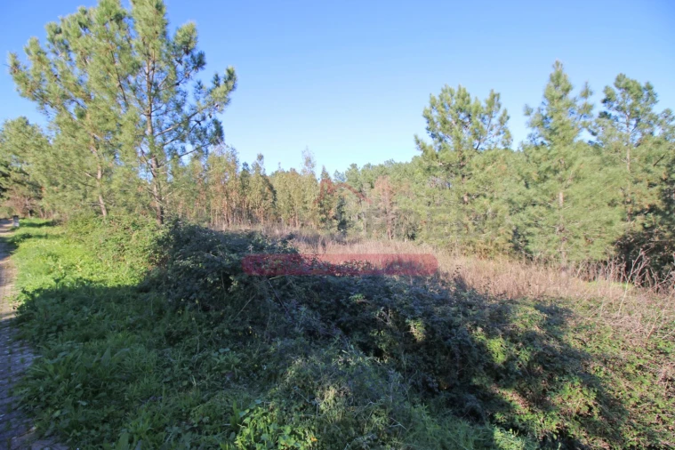 Terreno para Venda em Abrantes (São Vicente e São João) e Alferrarede Foto 15