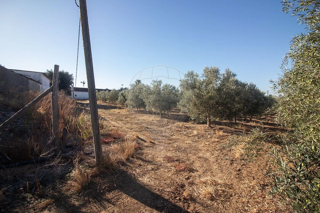 Terreno para Venda em Alenquer (Santo Estêvão e Triana) Foto 11