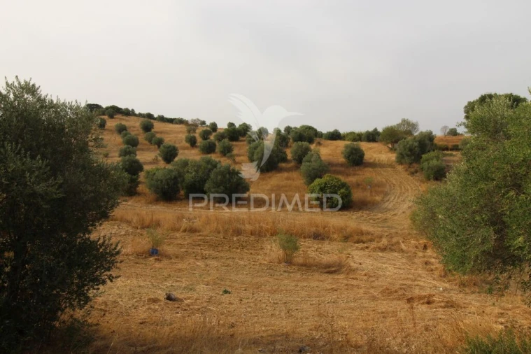 Terreno para Venda em Bugalhos Foto 14