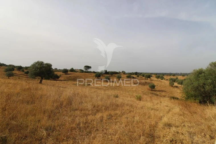 Terreno para Venda em Bugalhos Foto 9