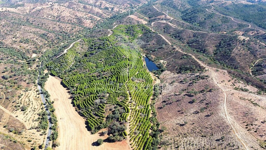Quinta para Venda em São Salvador e Santa Maria Foto 13
